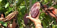 La ASCHO trabaja en reactivar el cultivo del cacao en el campo mexicano 