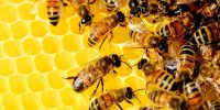 Un Zumbido de Ayuda para rescatar 4 millones de abejas