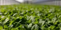 ¿Cómo la inflación impactará el ingreso de agricultores?