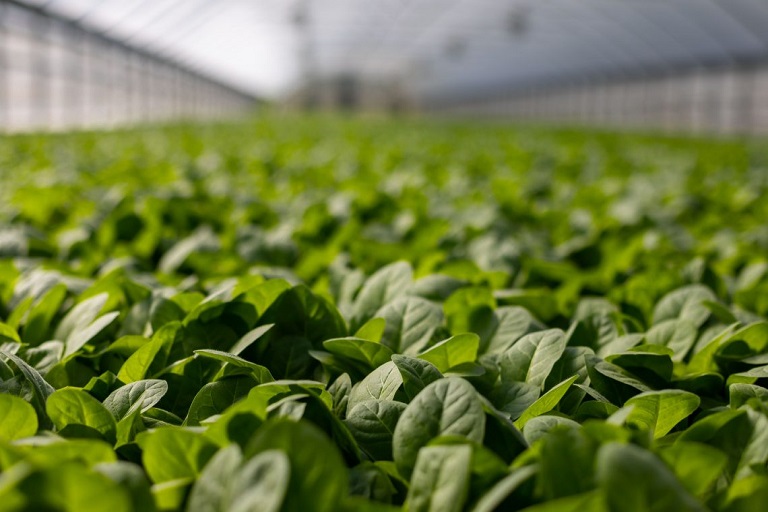 ¿Cómo la inflación impactará el ingreso de agricultores?