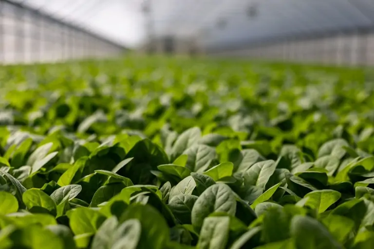 ¿Cómo la inflación impactará el ingreso de agricultores?