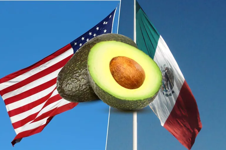 El precio del aguacate se dispara: ¿cómo afecta la crisis arancelaria a México?